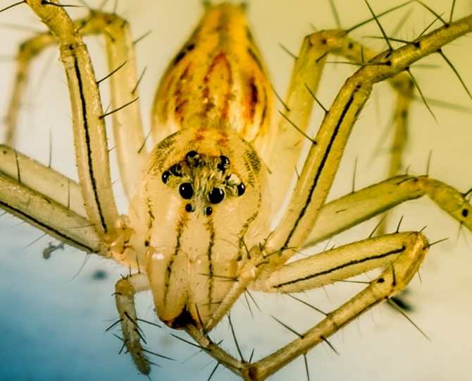 frontal-aracnido-amarillo
