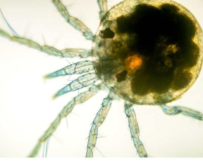 acaro-agua-hydrachnidae-familia