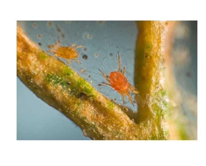 tetranychus-urticae-araña-vid