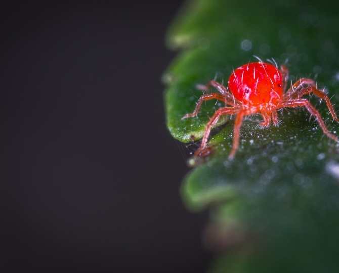 acaro-phytoseiidae-familia