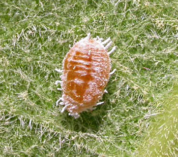 hembra-planococcus-citri