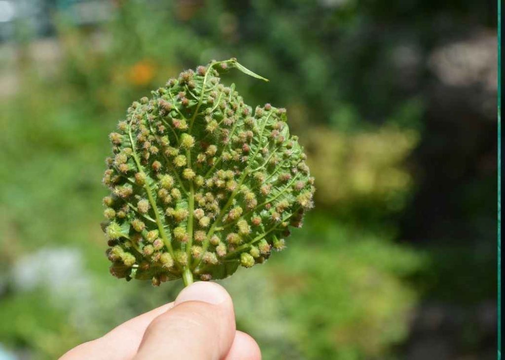 hoja-invadida-dactylosphera-viti-foliae