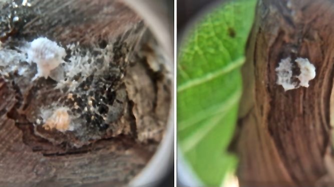 lucha-biologica-planococcus-ficus