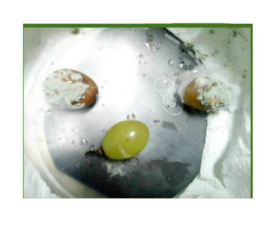 muestra-hongo-botrytis-cinerea