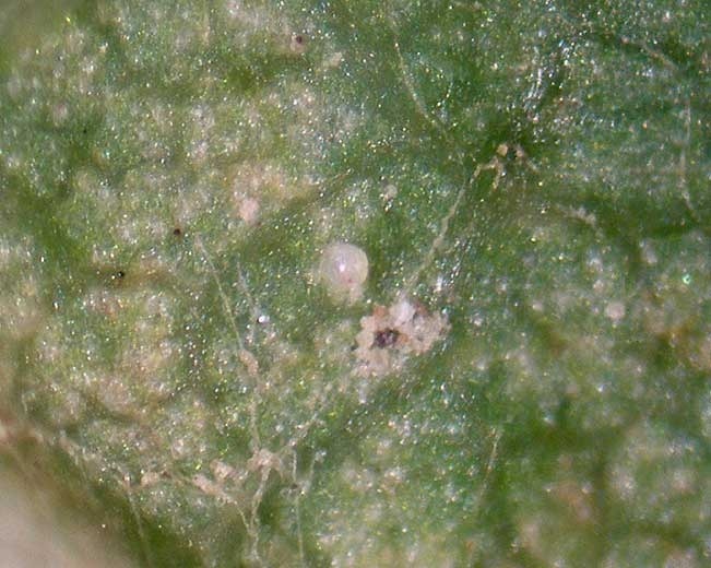 eotetranychus-carpini-eclosion