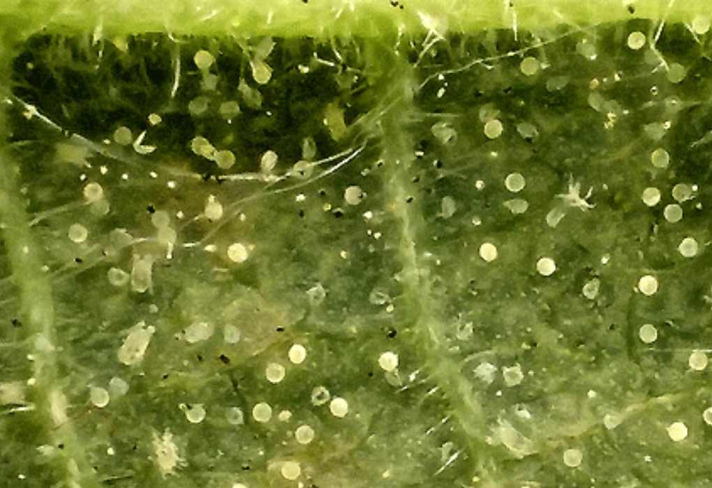 eotetranychus-carpini-oudemans