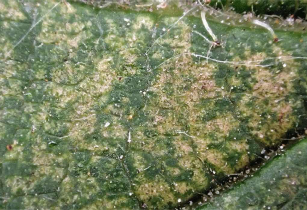 microscopio-eotetranychus-carpini
