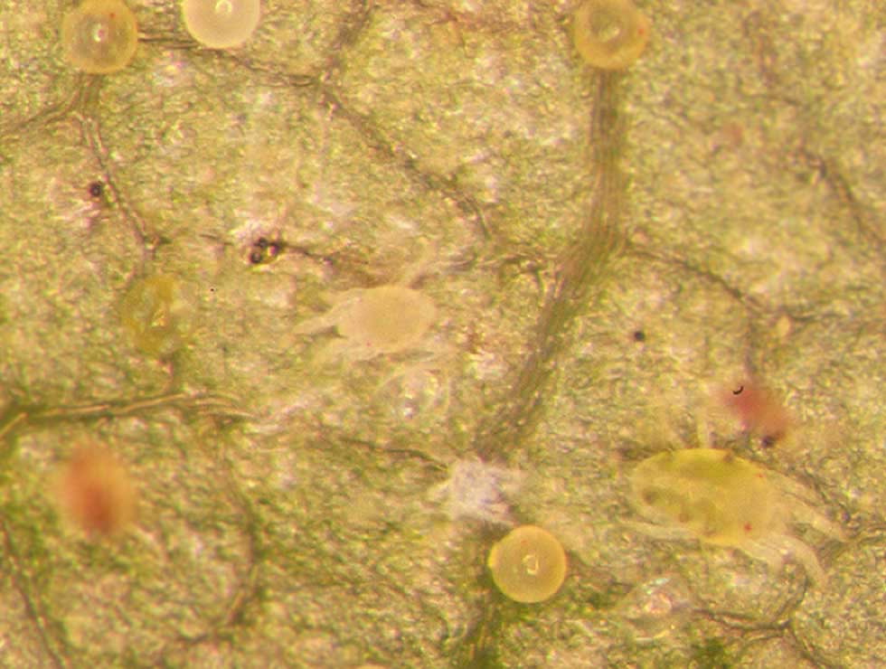 eotetranychus-carpini-ambiente