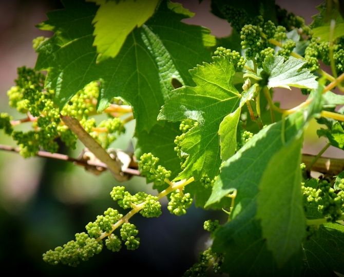 estado-fenologico-i-floracion