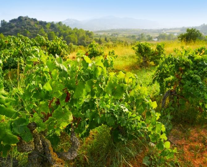 viñedo-malas-hierbas