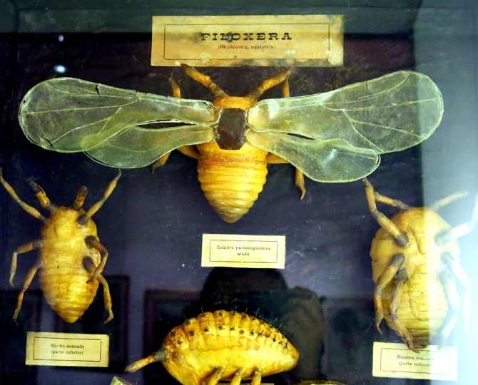 taxidermia-phylloxera-vastatrix