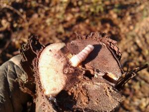 larva-xylotrechus-arvicola