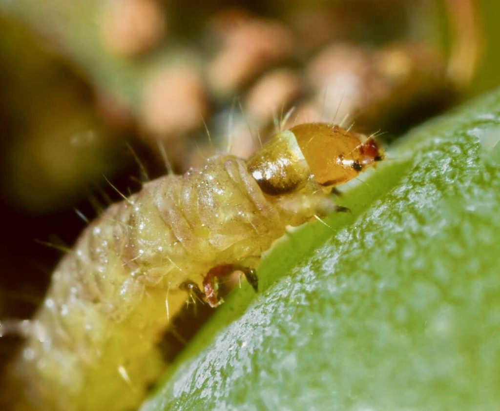 larva-Lobesia-botrana