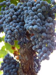 variedad-merenzao-uva