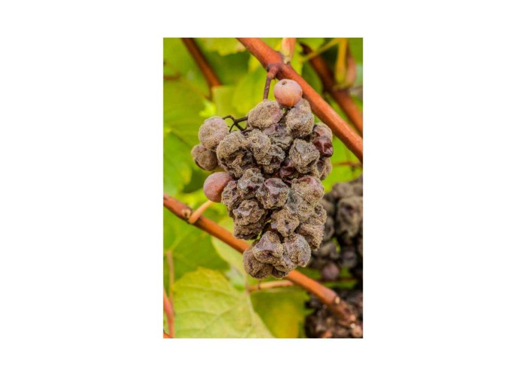 uvas-perdidas-moho-gris-botrytis