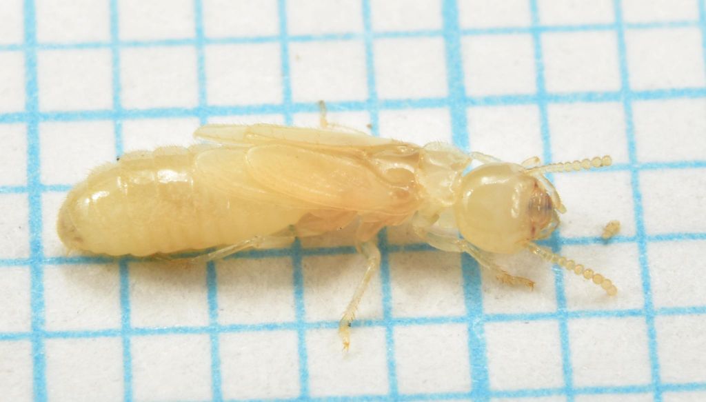 larva-reticulitermes-lucifugus-rossi