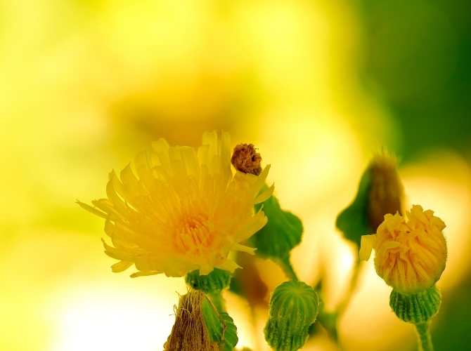 sonchus-sp-cerrajas-hierba