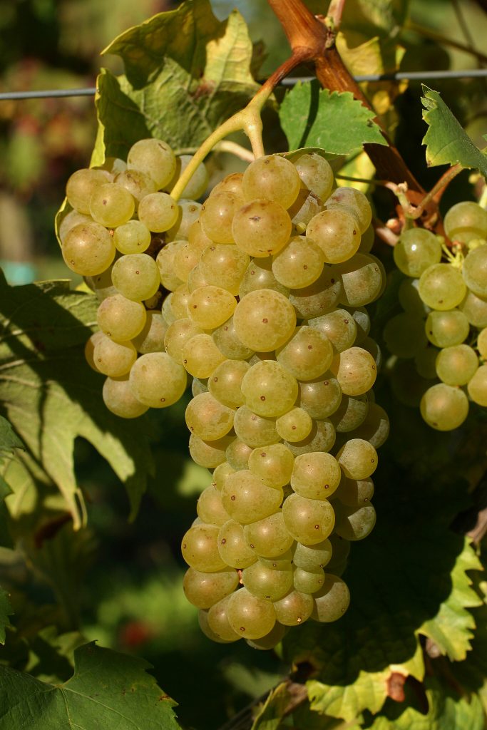 palomino-o-listan-variedad-vid