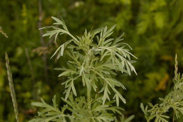 artemisa-absinthium-ajenjo