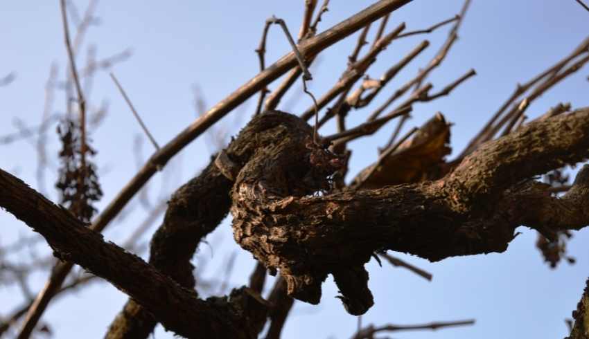 invierno-protegerse-huevos-araña-roja