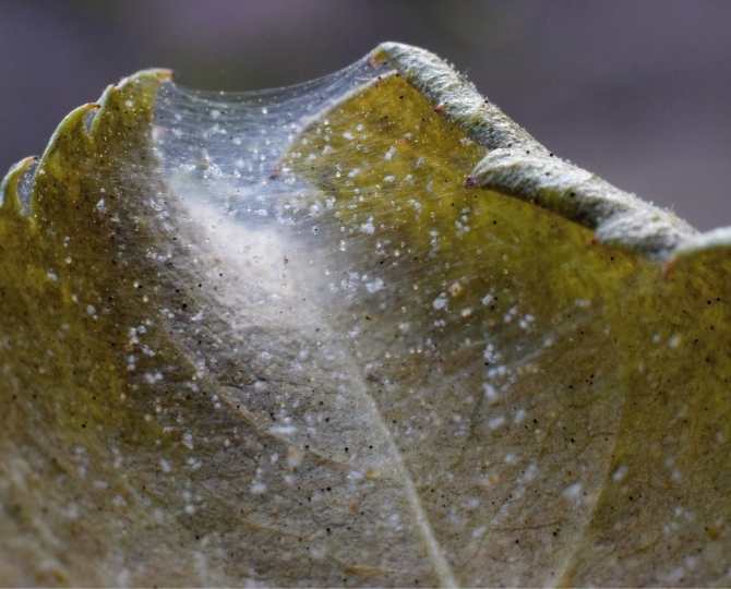 nidada-eotetranychus-carpini
