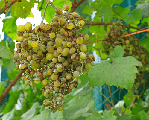 uva-blanca-atacada-oidio