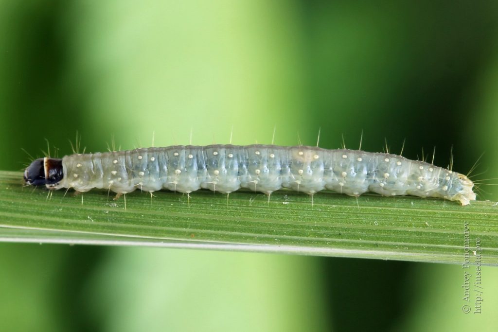 larva-sparganothis pilleriana