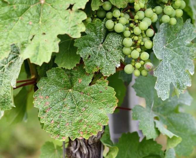 ataque-uva-araña-roja