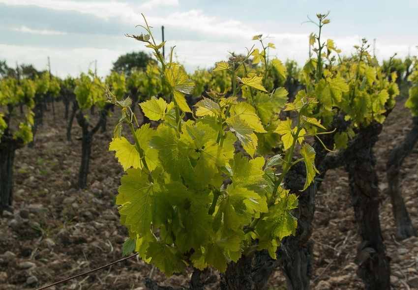Viñedo de uva Palomino en Jerez bajo el sol andaluz

