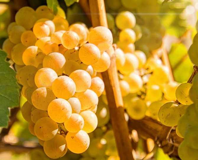 godello-variedad-uva