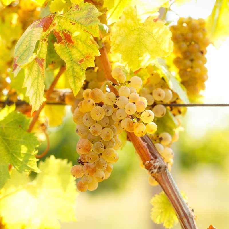 Malvasia-grado-madurea