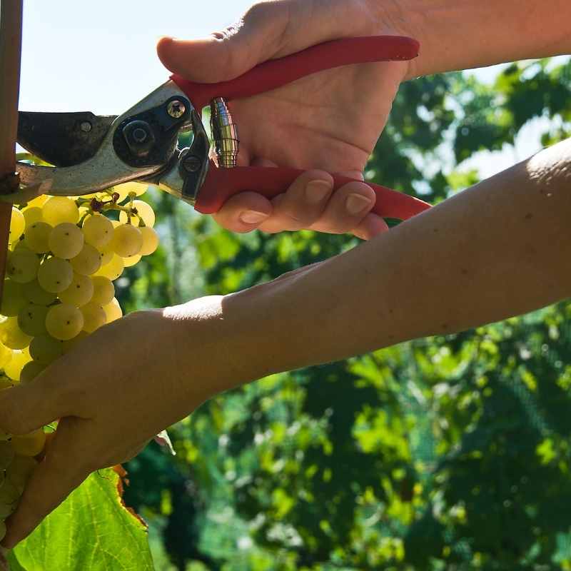 vendimia-malvasia-delicada