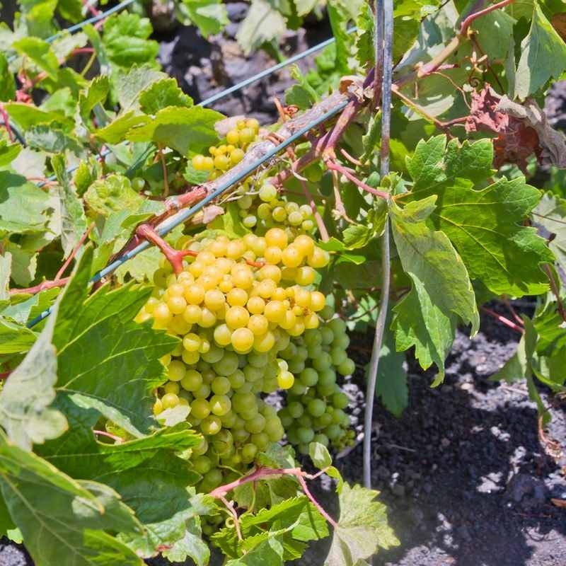 malvasia-islas-canarias