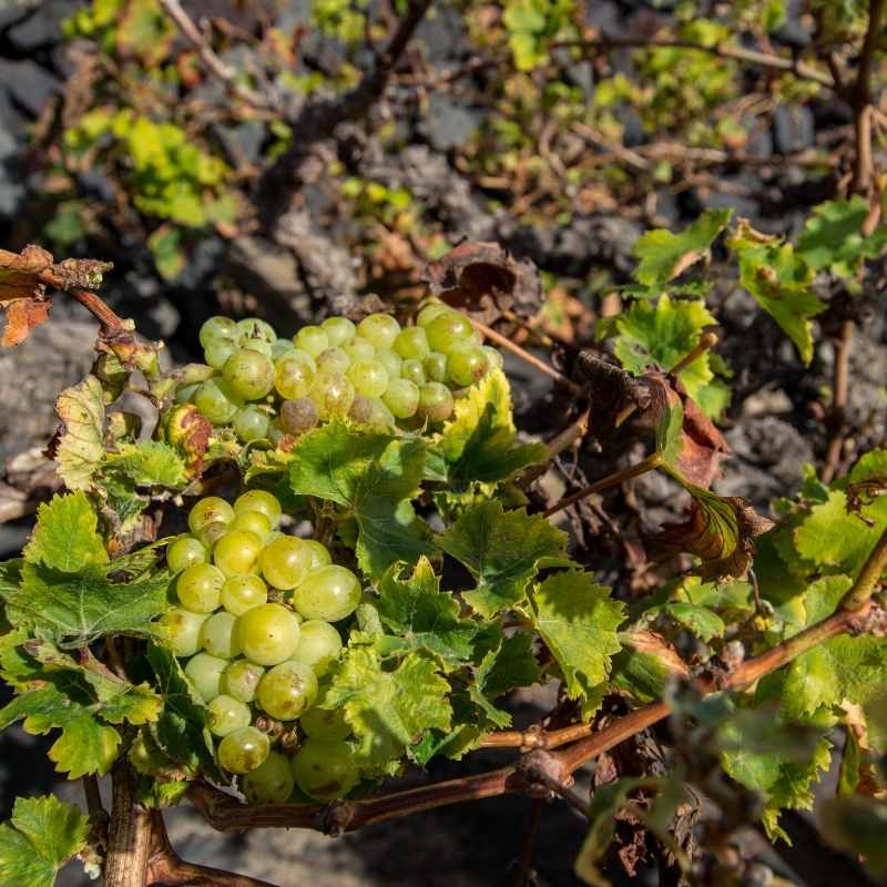 cepa-canaria-malvasia-ceniza