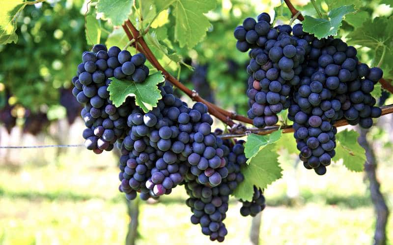 otra-variedad-malvasia-tinta