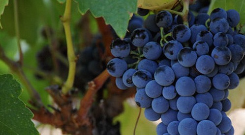 malvasia-variedad-tinta