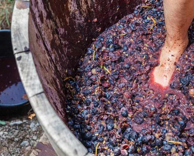 pisado-uva-ancestral