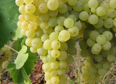 malvasia-peninsular