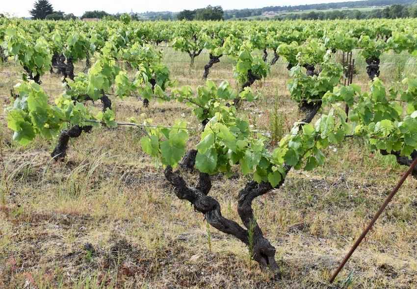 Racimos de uva Palomino en el viñedo de Jerez