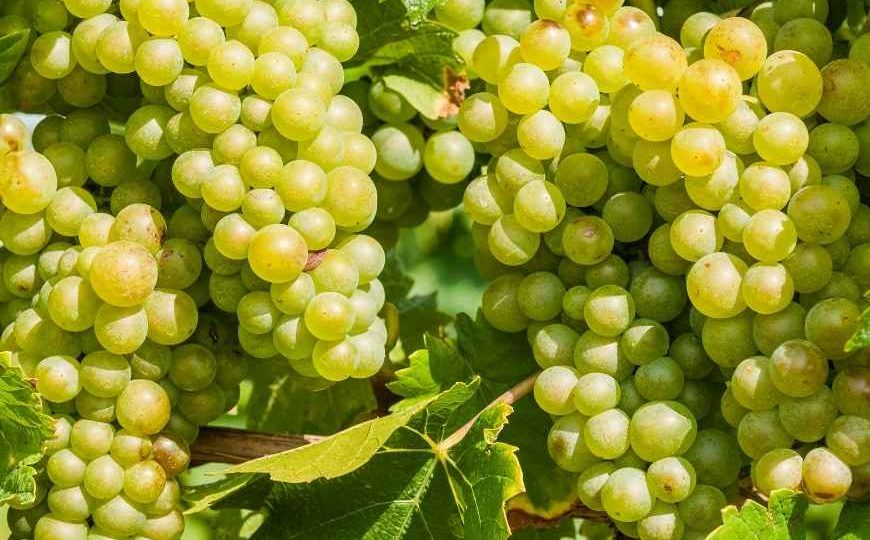 Racimos variedad Doña Blanca