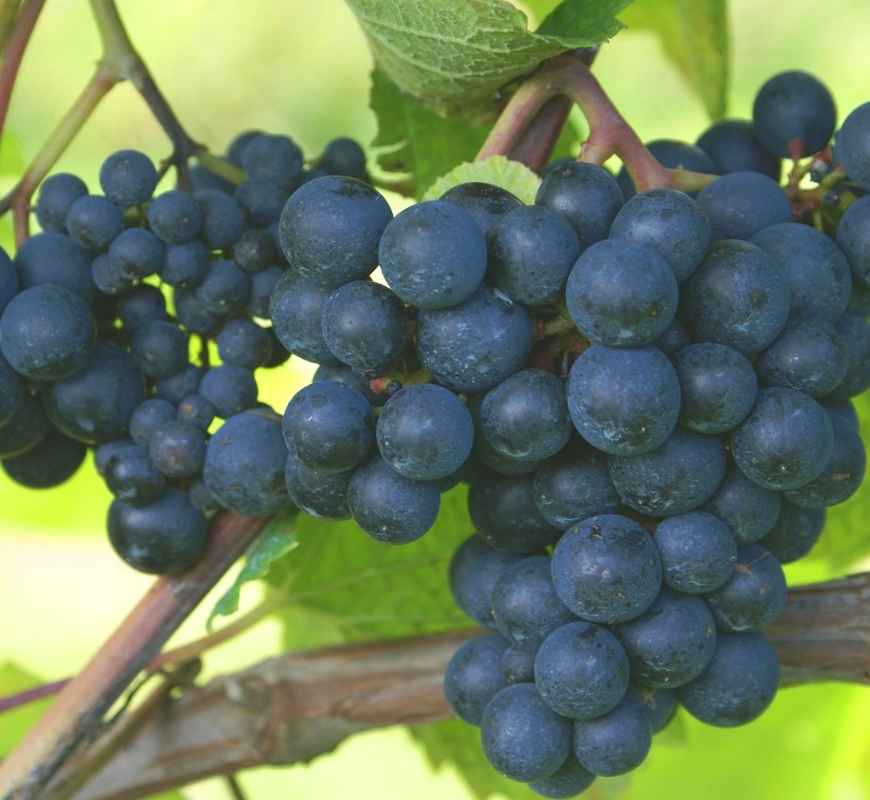 variedad-garnacha-vendimia