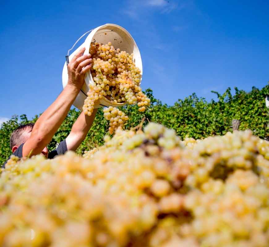 carga-tractor-vendimia