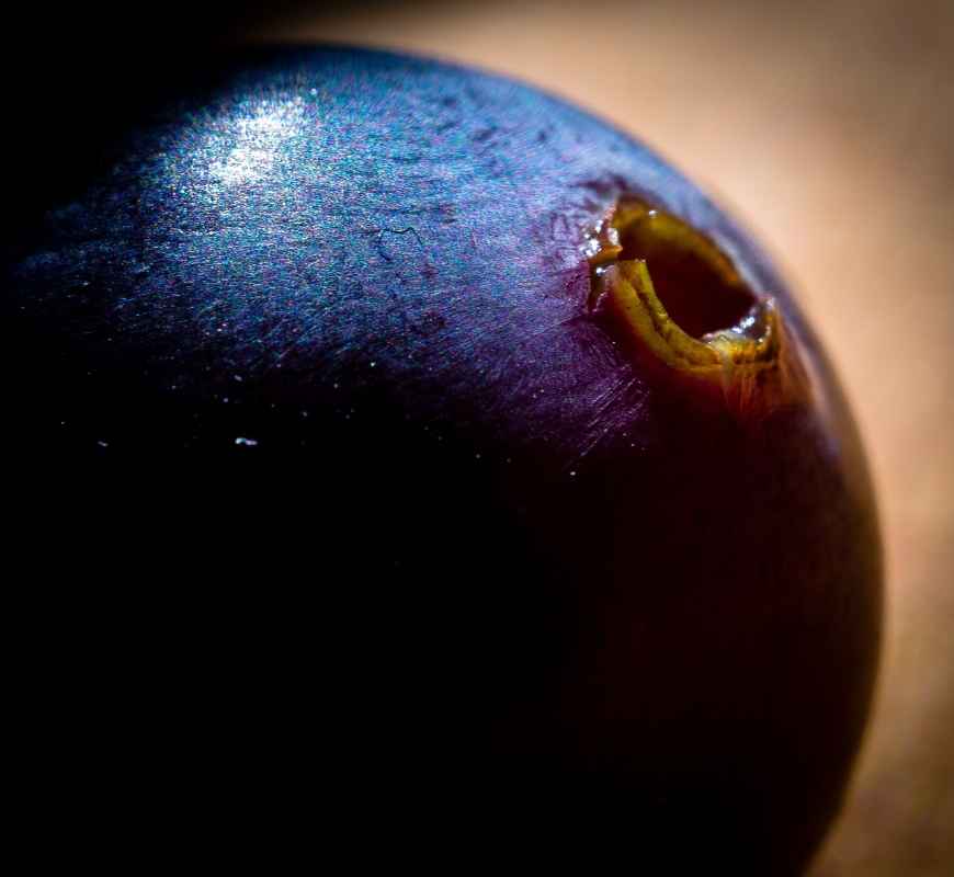 uva Garnacha Tintorera-foto-macro