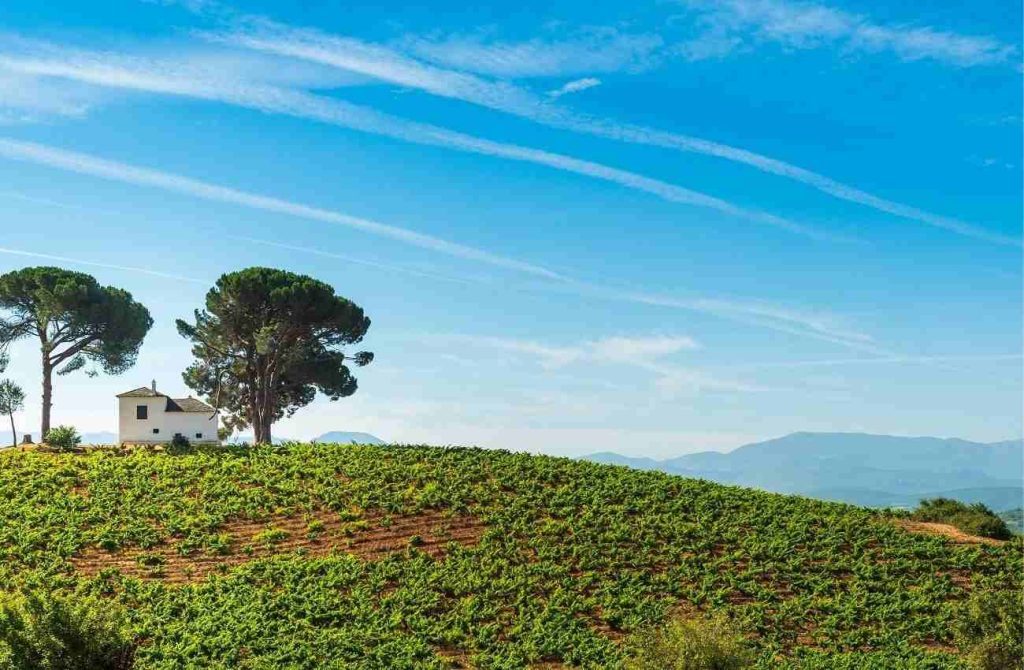 viña-ladera-bierzo