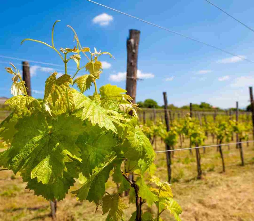 plantacion-cepas-jovenes