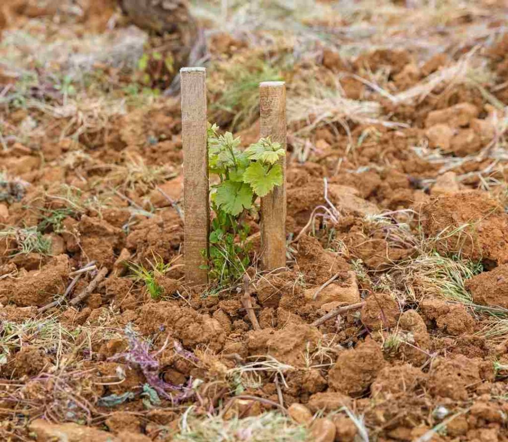 cepa-recien-plantada