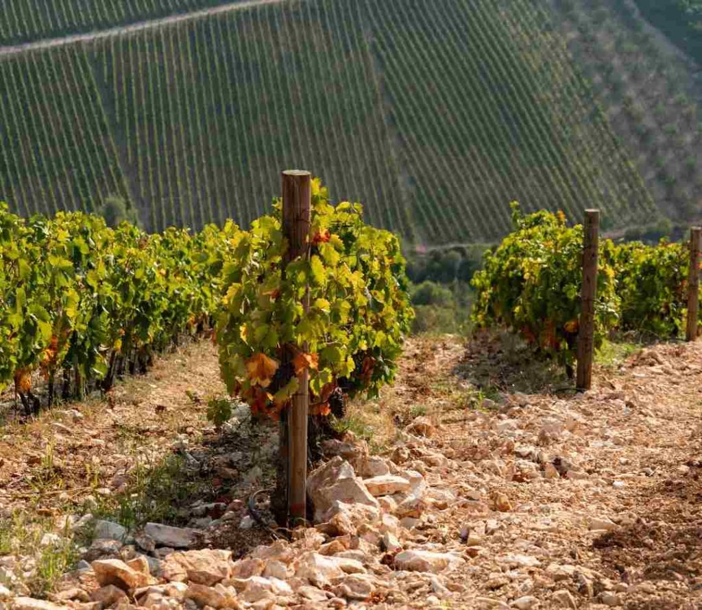 cultivo-viñedo-ladera