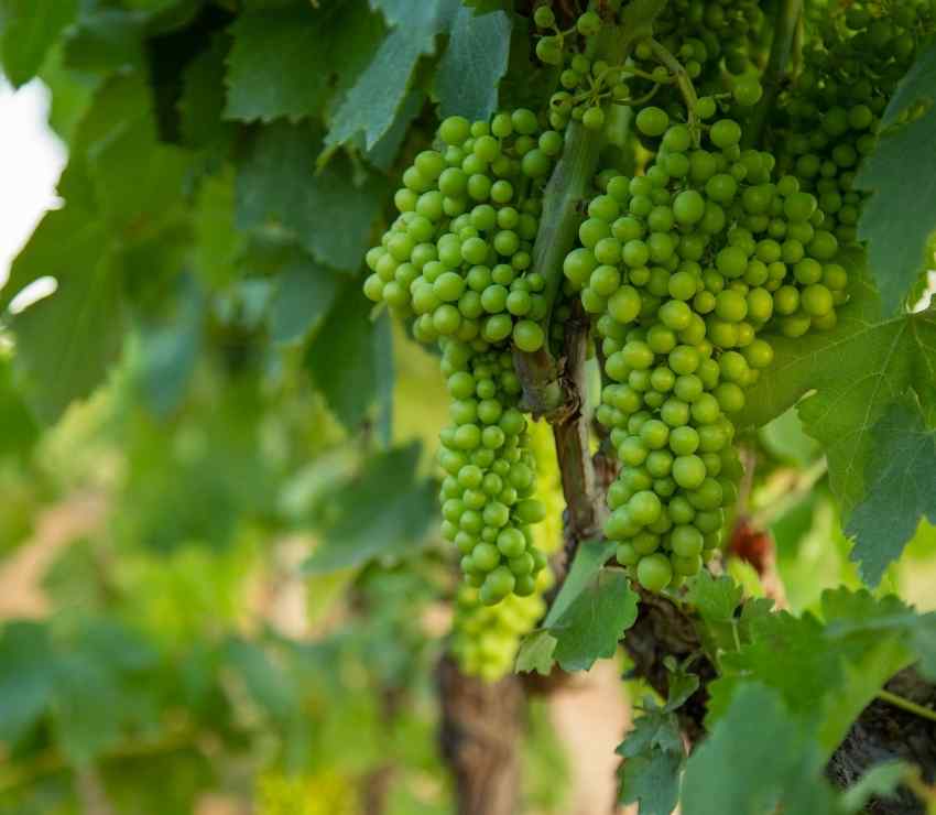 recimo-uvas-cultivo-biodinamico