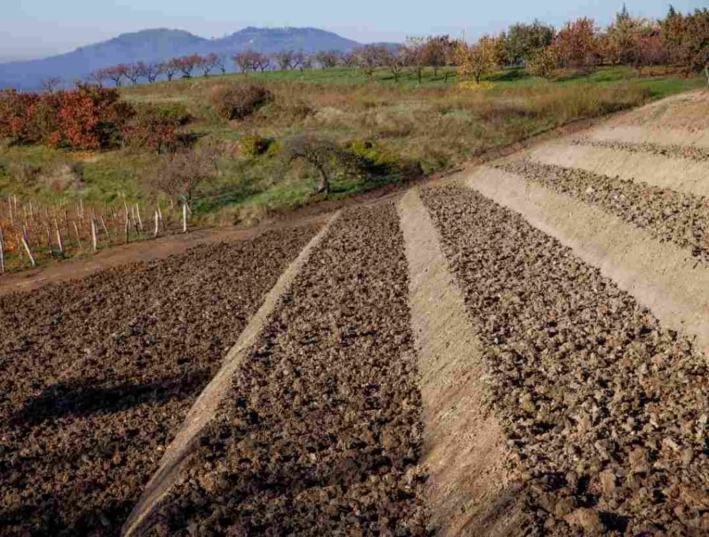 plantacion-viñedo-terraza