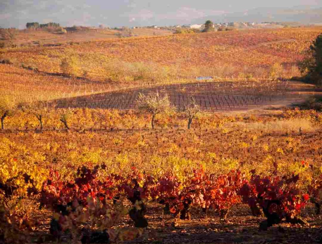 viñedo-terroir-bierzo